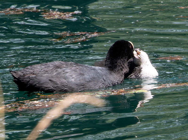 Fulica-atra-(2).jpg.2f40f60ca2dbf51061a0f75c031b95a1.jpg