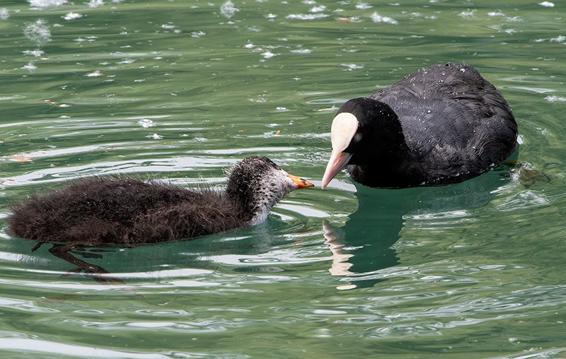 Fulica-atra-(3).jpg.018d711562d22af8863b6ea7d1df0339.jpg