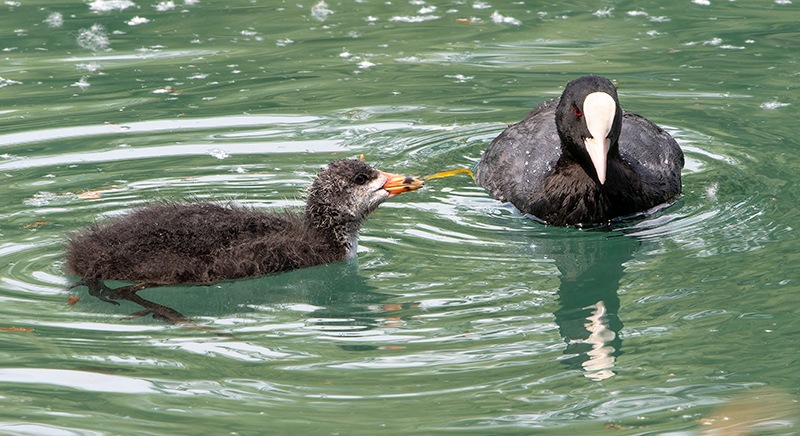 Fulica-atra-(4).jpg.196ea73dc563e7242cb7d1d30e81761a.jpg