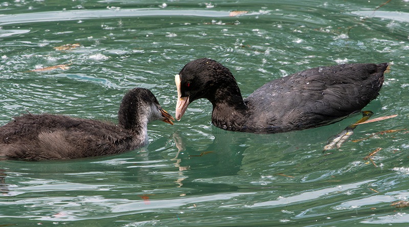 Fulica-atra-(5).jpg.5c7a23a6511c9fc2f3dbb9520920b8d6.jpg