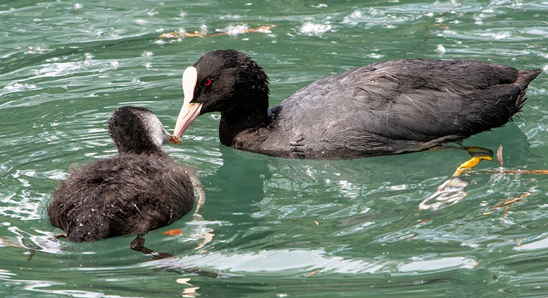 Fulica-atra-(6).jpg.6bd6dddb2e10e0af1e105bebe950db99.jpg