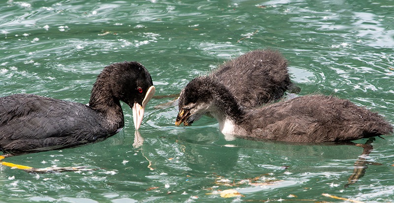 Fulica-atra-(7).jpg.6f5f230683a68cf298f5752cd127ddbb.jpg