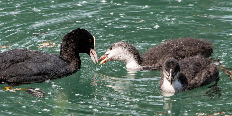 Fulica-atra-(8).jpg.80841d658850dc7cbf9ef704b714ba85.jpg