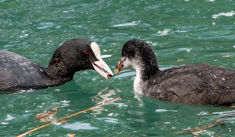 Fulica-atra-(9).jpg.4a75d8cf1b244599da2922afeea8ec0d.jpg