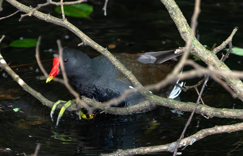 Gallinula-chloropus-(1).jpg.e41587f8e5f28aaba1fbbd39680227b2.jpg