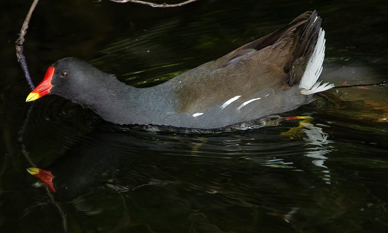 Gallinula-chloropus-(2).jpg.4e6ec8bc0b022de9ae9990a8bf74709b.jpg