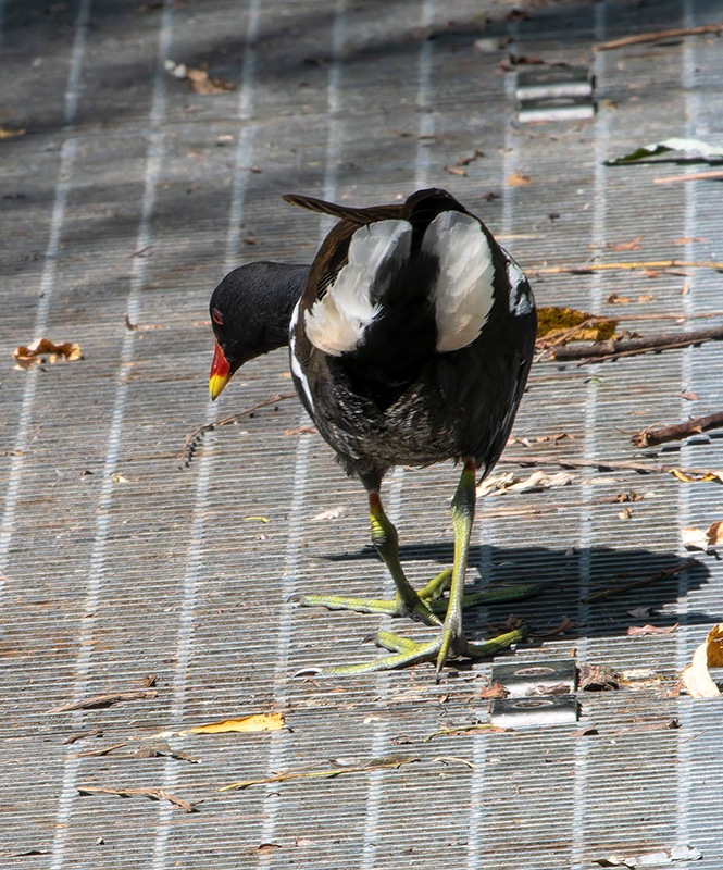 Gallinula-chloropus-(3).jpg.aabeb31df1dabc7af9fd42400a161cf6.jpg