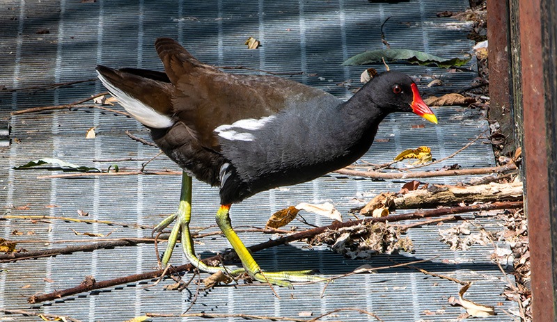 Gallinula-chloropus-(4).jpg.3de5927e19b81e5284bb1569d3aa9abf.jpg