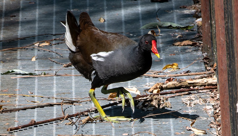 Gallinula-chloropus-(5).jpg.0156b7cbbda302b09cc14bba45c5ce80.jpg