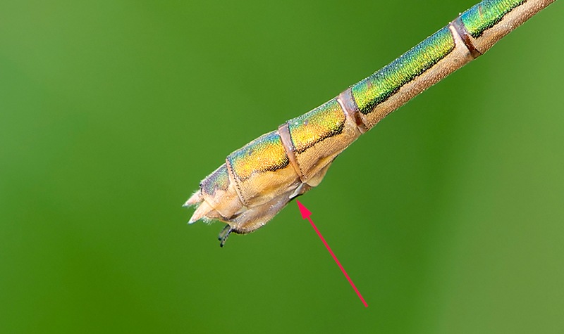 Lestes-sponsa_-femmina-(14).jpg.aa73e263572f86058931c38624bd9f4e.jpg