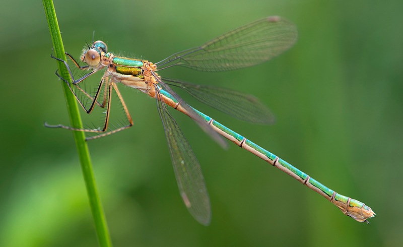 Lestes-sponsa_-femmina-(15).jpg.ae291f13e5cf9328c5fa562dba38eec2.jpg