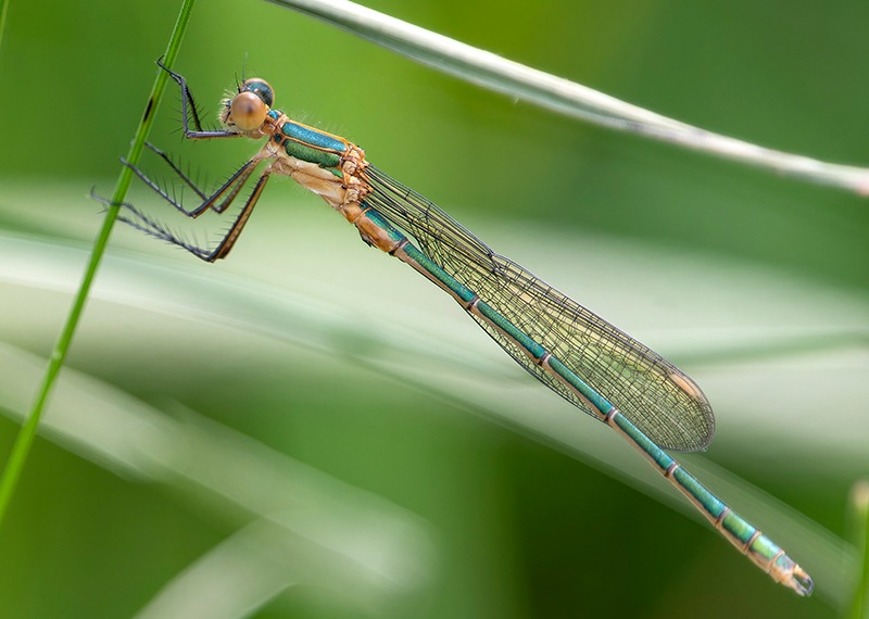 Lestes-sponsa_-maschio-(10).jpg.53d72d737eda5fdf981bf717f0b92b38.jpg