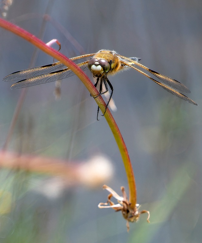 Libellula-quadrimaculata_-maschio-(123).jpg.084b38305e3009a18e2a857e56478a78.jpg