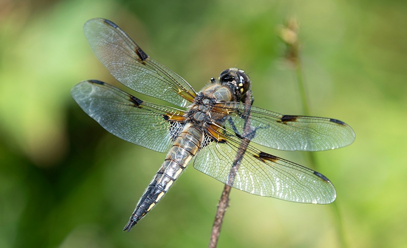 Libellula-quadrimaculata_-maschio-(124).jpg.e5921196afbd9396842a8ebffb7b6b6b.jpg