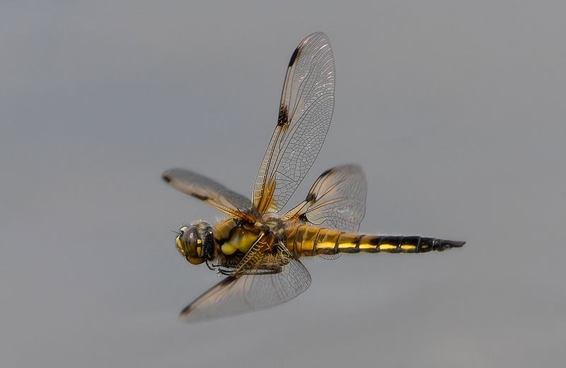 Libellula-quadrimaculata_-maschio-in-volo-(11).jpg.1febcb14eae3fcba478319112aa2b555.jpg