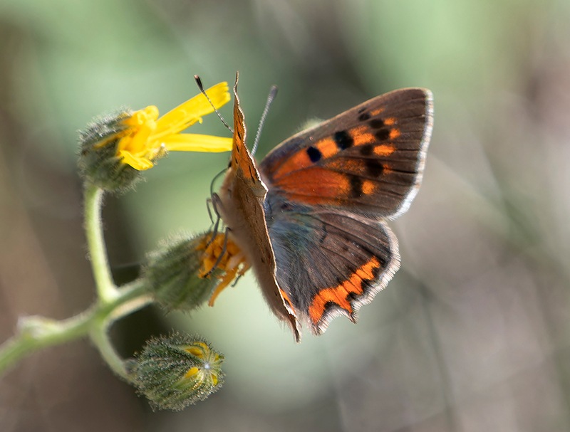 Lycaena-phlaeas-(1).jpg.28c152478f5efba570078749beace774.jpg