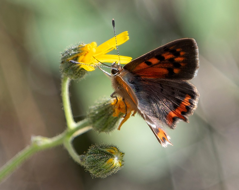 Lycaena-phlaeas-(2).jpg.fde6b69bb8aa5a6a8a7bc32f170cd204.jpg
