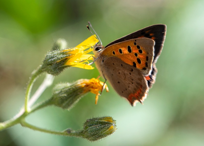 Lycaena-phlaeas-(3).jpg.621b12fbf1321481eab2896fe5a9984e.jpg