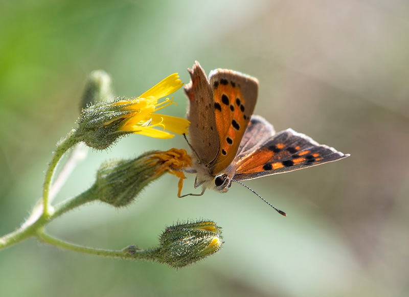 Lycaena-phlaeas-(4).jpg.2519861b3fa729fef19d6b8ac0de7d87.jpg