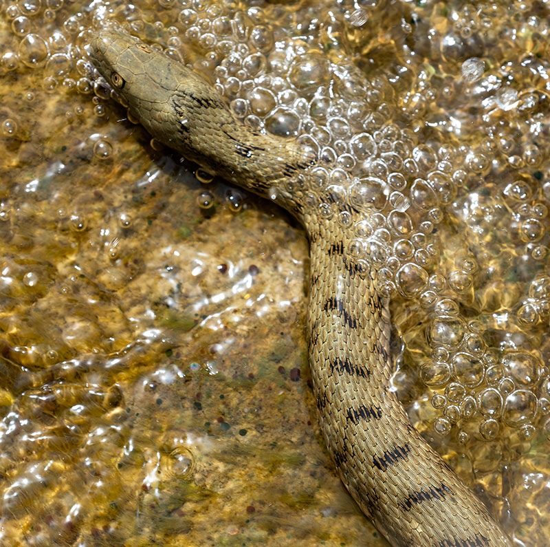 Natrix-tessellata-(1).jpg.6695636024bf4b3540a950ba4ed138e1.jpg