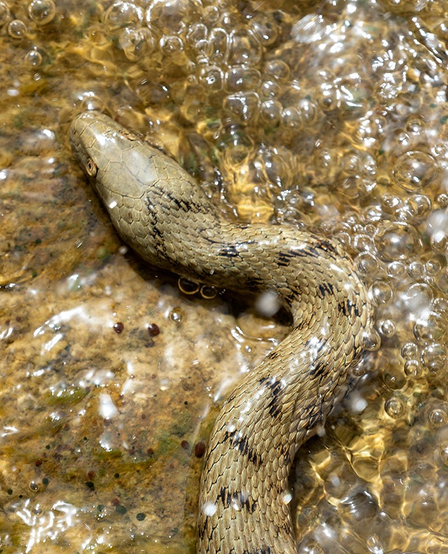 Natrix-tessellata-(2).jpg.43a124b9a09bedc8570a9990e2f97f33.jpg
