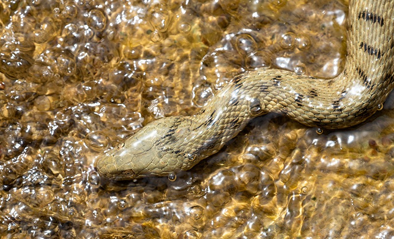 Natrix-tessellata-(3).jpg.e9bce80aefbd0fc5fec1cf265c292df9.jpg