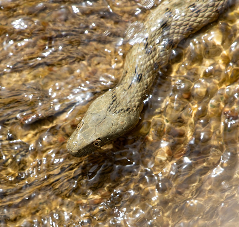 Natrix-tessellata-(4).jpg.df35320c40b2b37579fe4d0032f1f11c.jpg