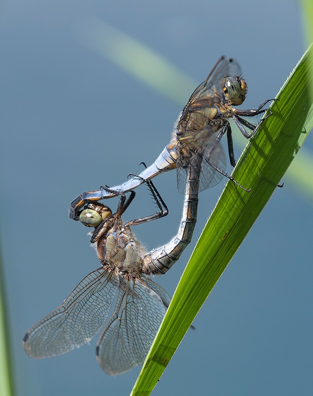 Orthetrum-cancellatum_-copula-(22).jpg.46ef2e868251d8284d1a1017639a6482.jpg