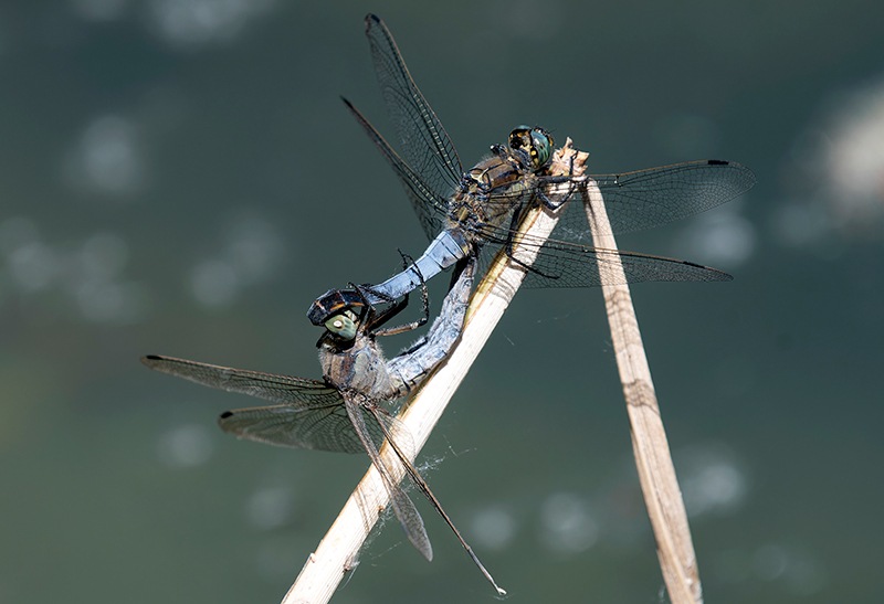 Orthetrum-cancellatum_-copula-senza-ovideposizione-(1).jpg.84b45a5b7c198dbbc3da73276504ee2c.jpg