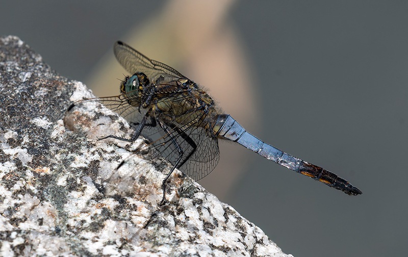 Orthetrum-cancellatum_-copula-senza-ovideposizione-(3).jpg.9094fe492bf4cda07680349cfbfe6272.jpg
