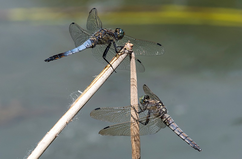 Orthetrum-cancellatum_-copula-senza-ovideposizione-(5).jpg.c63338e17d7668db9db0ff8ea0bbe4d9.jpg