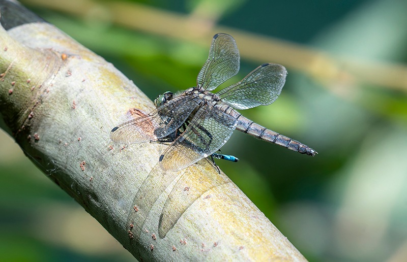 Orthetrum-cancellatum_-copula-senza-ovideposizione-(6).jpg.4f2fcd9623fce1136cafa75f6f144645.jpg