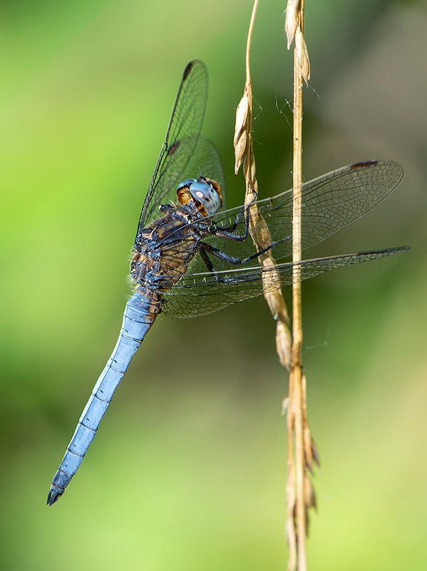 Orthetrum-coerulescens_-maschio-(63).jpg.d48b1a9111585791d893e7596ac7ff88.jpg
