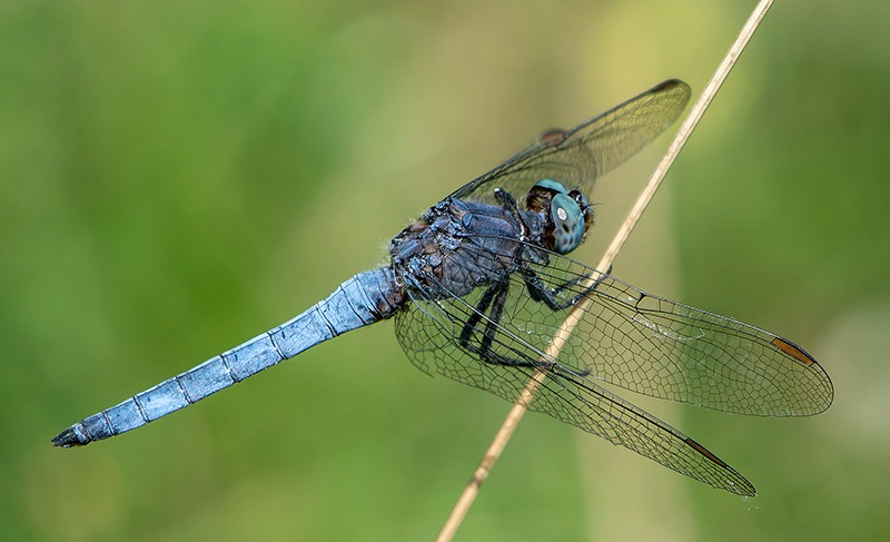 Orthetrum-coerulescens_-maschio-(67).jpg.e87baa67f4dd45db77af9a14981c317b.jpg