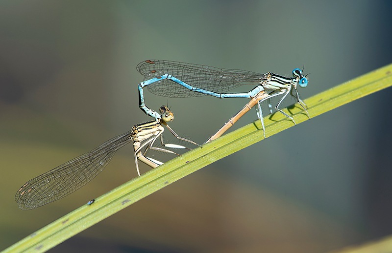 Platycnemis-pennipes_-copula-(65).jpg.55bf3b59c248f8d001c9a53d4ad3ef78.jpg