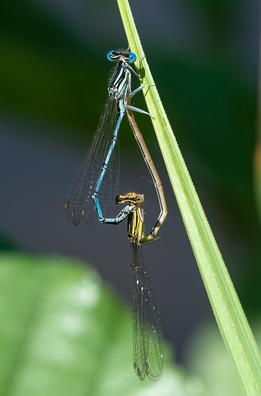 Platycnemis-pennipes_-copula-(67).jpg.dcf4ec87387596057c8aa84981193c30.jpg