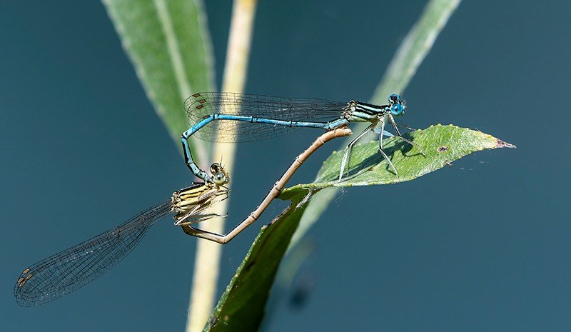 Platycnemis-pennipes_-copula-(70).jpg.aa29ac67d76184d497944085679adc05.jpg