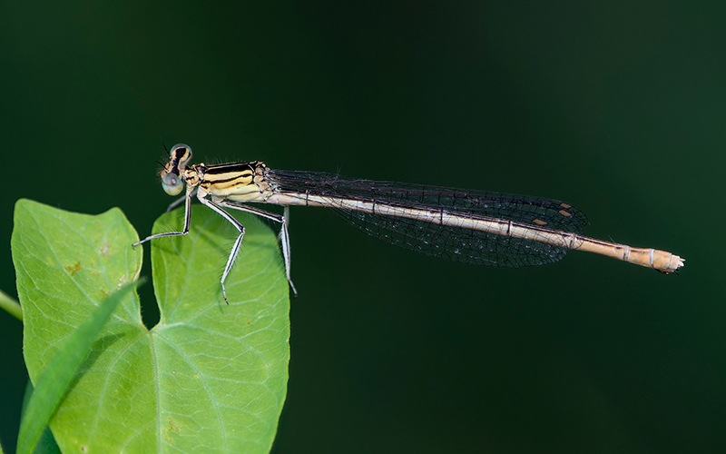 Platycnemis-pennipes_-femmina-(94).jpg.fbdc411b800683c5a405614f49f7d957.jpg