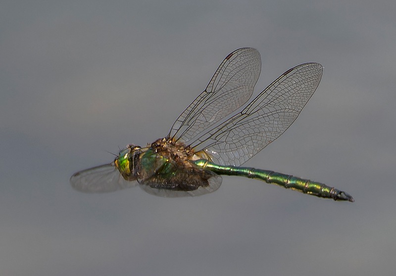 Somatochlora-metallica_-maschio-in-volo-(29).jpg.5230637c44a3a6a2aa1a0f0cec243325.jpg