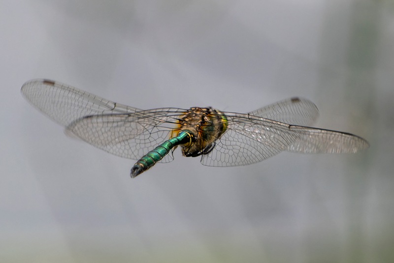 Somatochlora-metallica_-maschio-in-volo-(31).jpg.9f49f094d9d0b0f11637b947320a1870.jpg