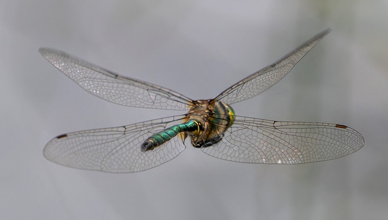 Somatochlora-metallica_-maschio-in-volo-(32).jpg.a1404143ac0cb3cf525626bddc1c63cb.jpg