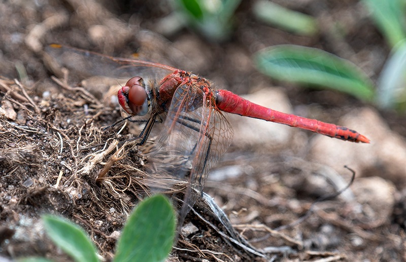 Sympetrum-fonscolombii_-maschio-(71).jpg.4c84403ac0199975a90492e81c2a2317.jpg