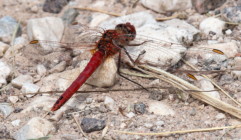 Sympetrum-fonscolombii_-maschio-(72).jpg.102d4424dc1cef0809383b9560ec8894.jpg