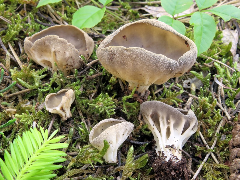 calicinabis.jpg