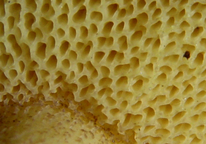 post-1254-1135627500.jpg