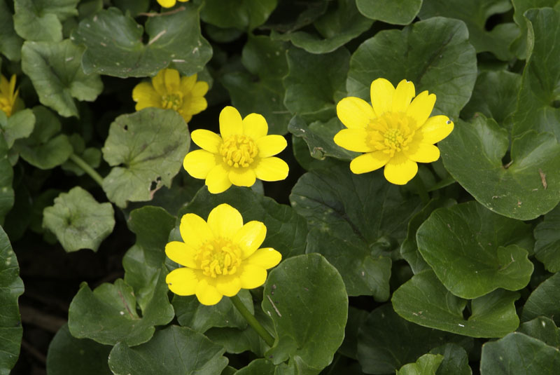 Vinca E Fiori Gialli - Segnalazione fiori e piante ...